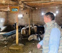 Şanlıurfa’da başıboş köpek dehşeti: 5 koyun telef oldu Şanlıurfa’nın Ceylanpınar ilçesinde ahıra giren sahipsiz köpekler, 5 koyunu telef etti.