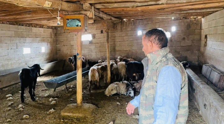 Şanlıurfa’da başıboş köpek dehşeti: 5 koyun telef oldu Şanlıurfa’nın Ceylanpınar ilçesinde ahıra giren sahipsiz köpekler, 5 koyunu telef etti.